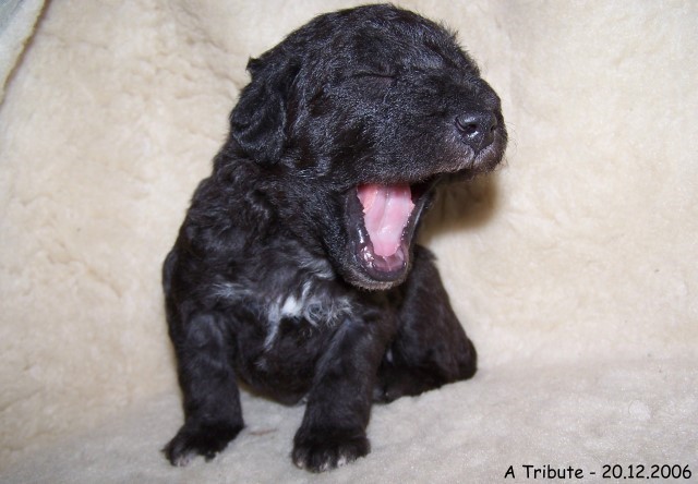 22-Ruede Male 1 - 20.12.2006-3.jpg